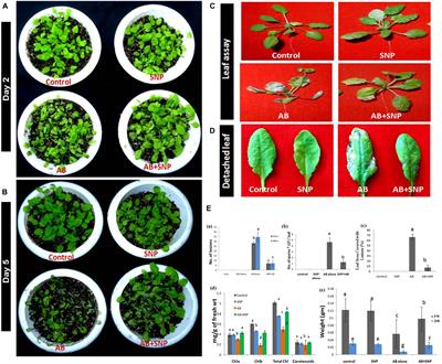 Omics-Based Mechanistic Insight Into the Role of Bioengineered Nanoparticles for Biotic Stress Amelioration by Modulating Plant Metabolic Pathways